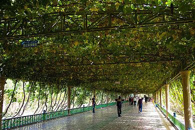 《空洞骑士：丝绸之歌》旧域名过期 官方启用新域名